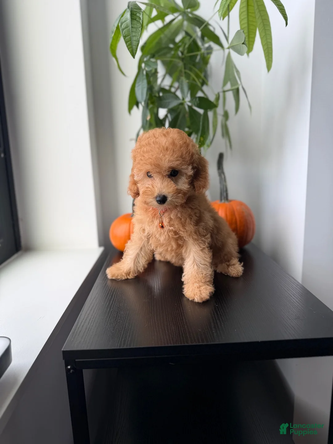 Toy Poodle dogs for sale: Polo - Ad 2