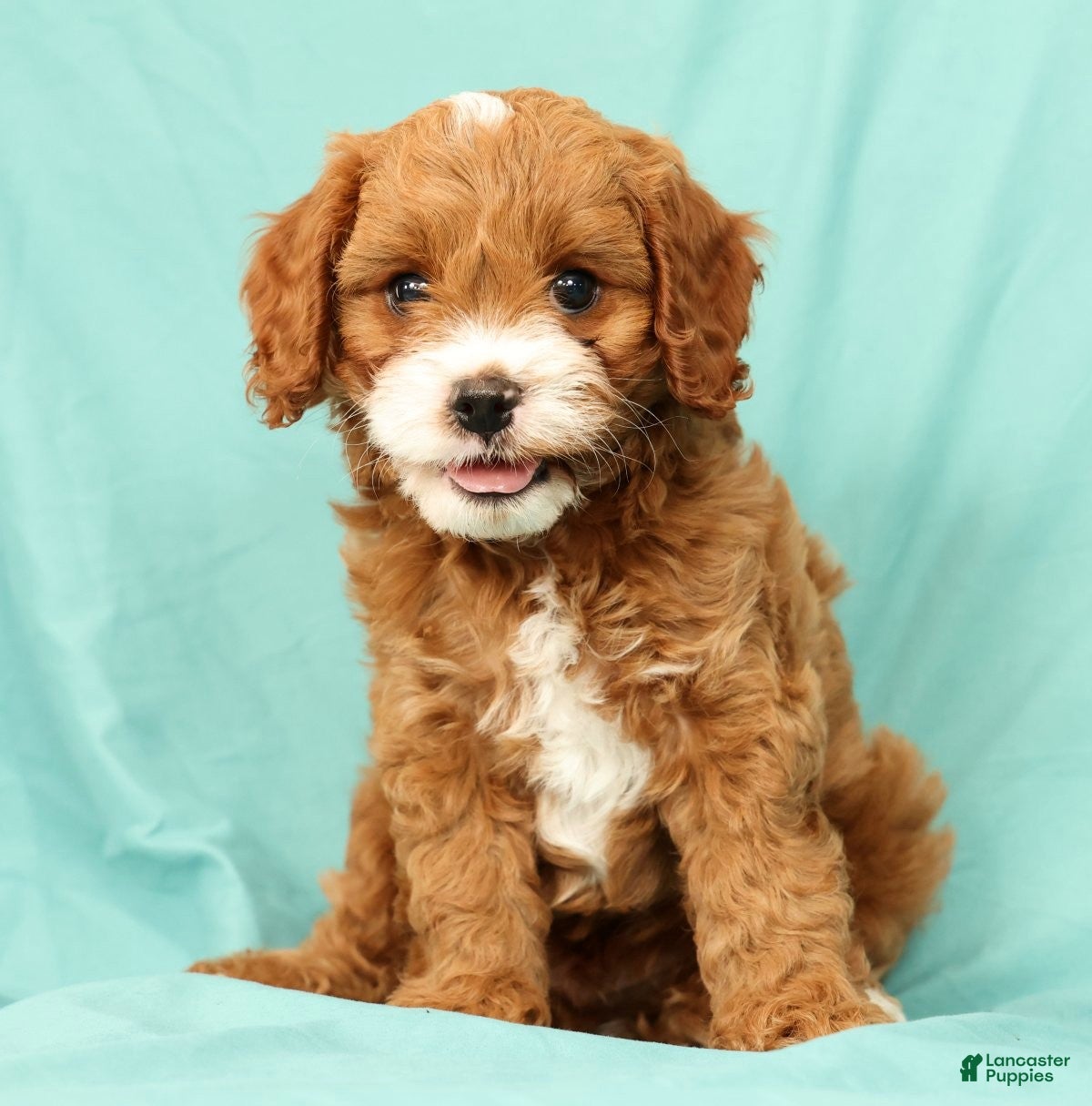 Cavapoo dogs Parker - Ad 1