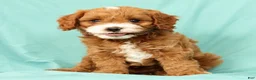 Cavapoo dogs for sale: Parker - Ad 1