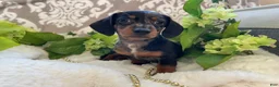 Miniature Dachshund dogs for sale: Ezra - Ad 9