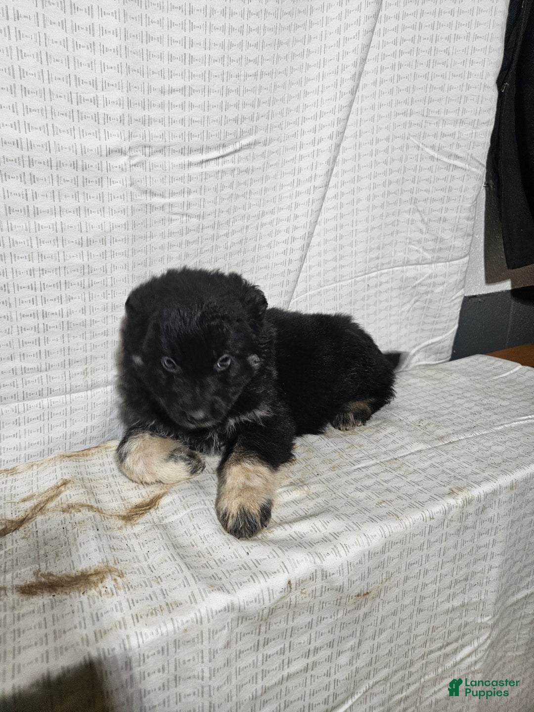 Mixed Breed dogs for sale: Carl - Ad 3