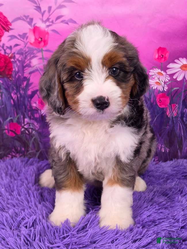 Mini Bernedoodle dogs Beau - Ad 1