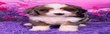 Beau