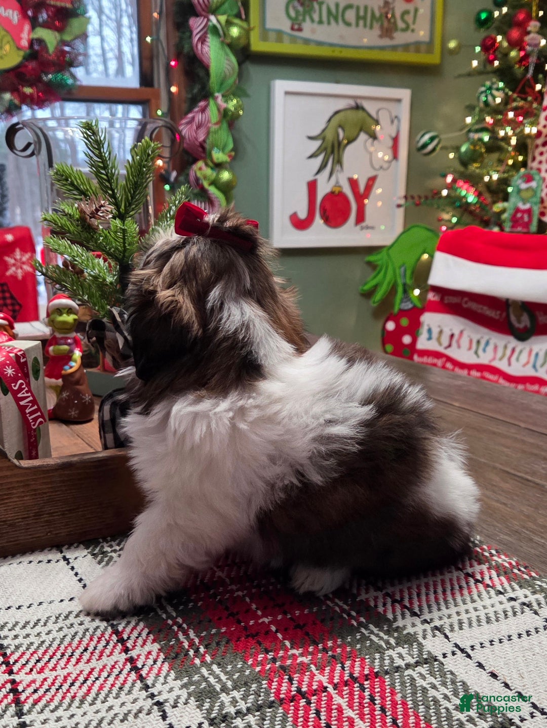 Shih Tzu dogs for sale: CINDY LOU - Ad 3