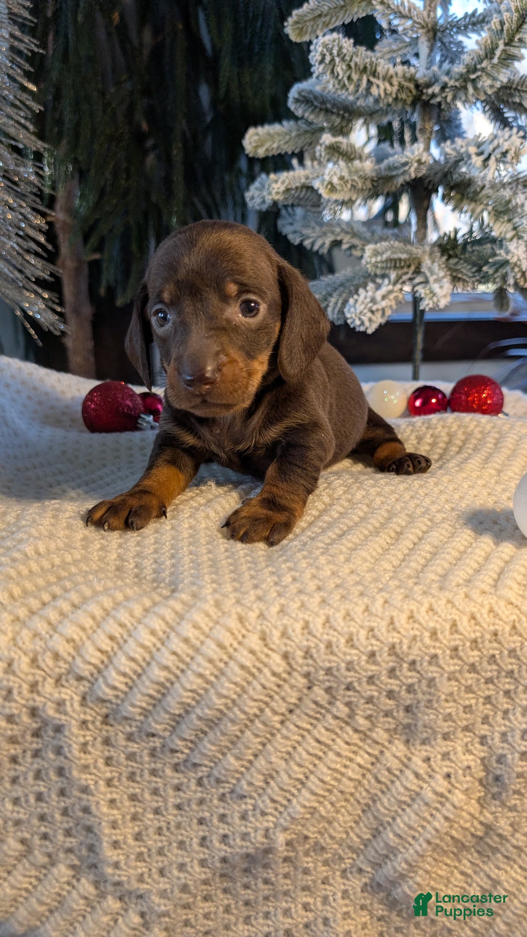 Miniature Dachshund dogs for sale: Izzy - Ad 13