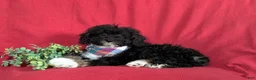 Mini Bernedoodle dogs for sale: Abram Hypoallergenic - Ad 5