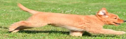 Golden Retriever dogs for sale: Max - Ad 8