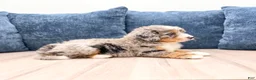 Mini Bernedoodle dogs for sale: Oakley - Ad 4