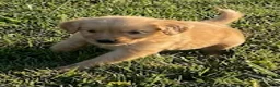 Golden Retriever dogs for sale: Golden Retriever 1 - Ad 3
