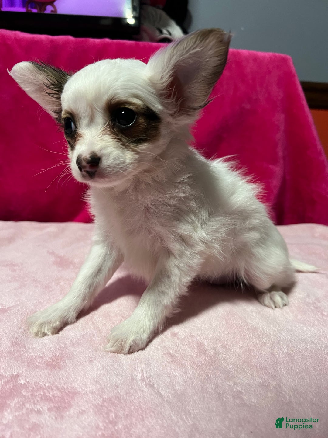 Papillon dogs for sale: Brandy - Ad 2