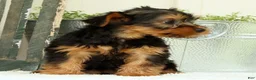 Yorkshire Terrier dogs for sale: Zane - Ad 9