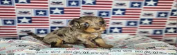 Cavapoo dogs for sale: Max - Ad 3