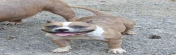 American Bully dogs for sale: American Bully 1 - Ad 7