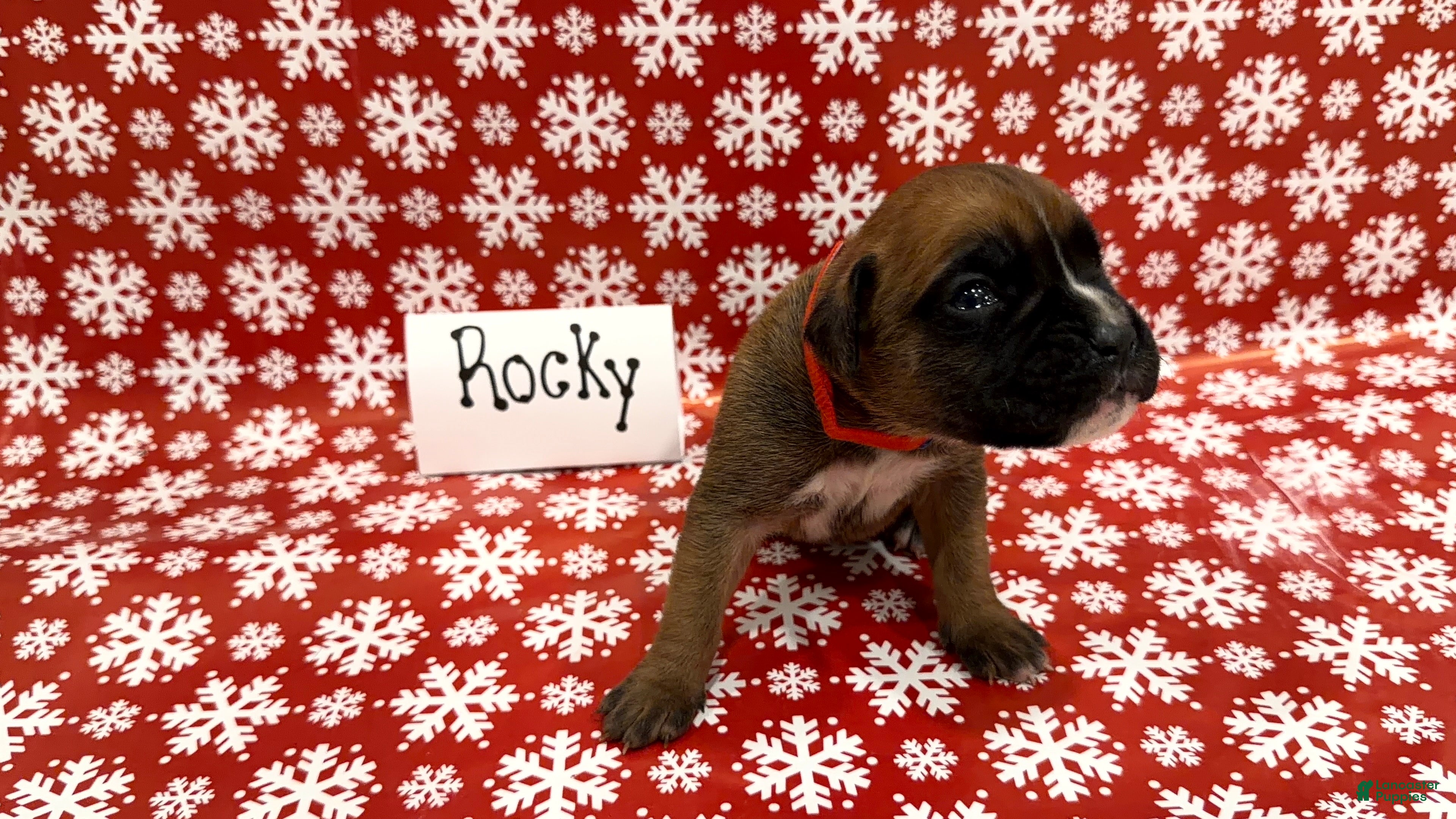 Boxer dogs Rocky - Ad 36