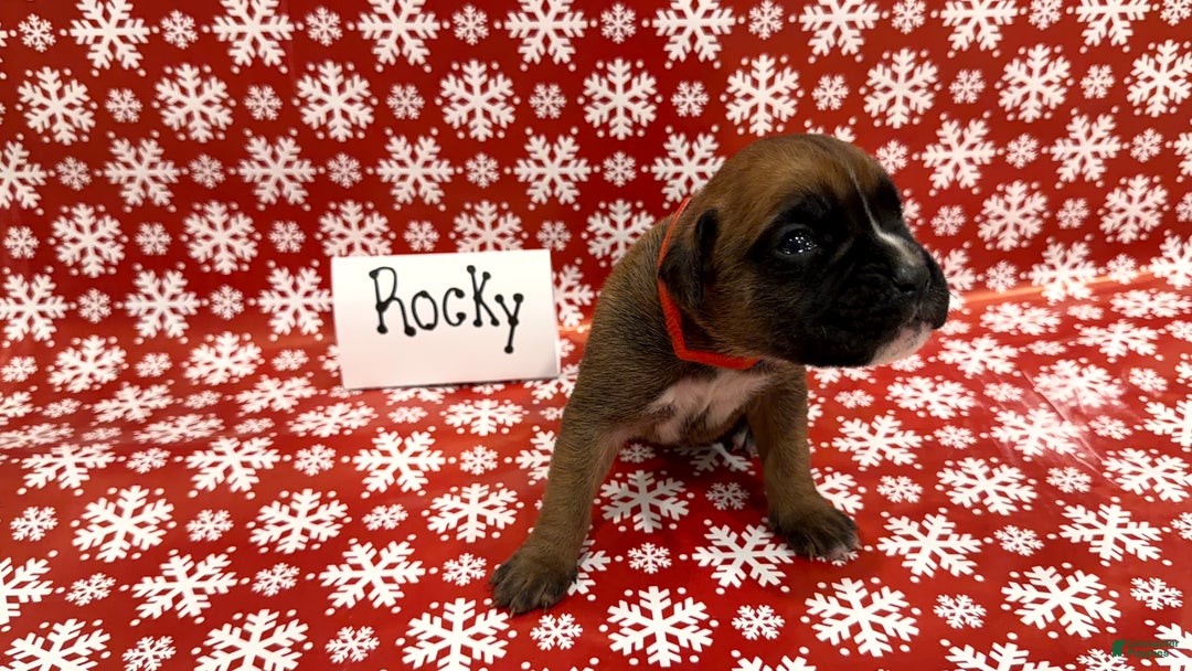 Boxer dogs for sale: Rocky - Ad 1
