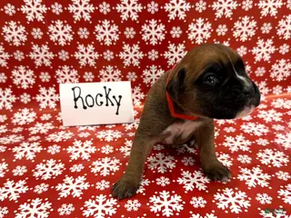Boxer dogs Rocky - Ad 18