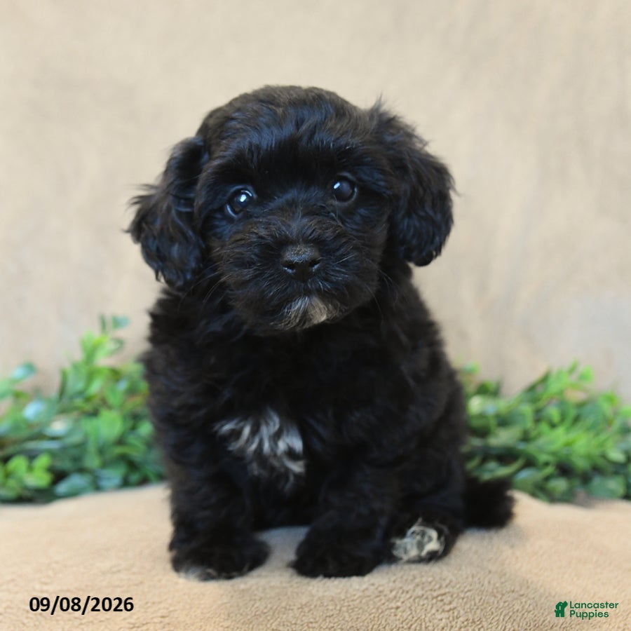 Havapoo dogs Bouncer - Ad 2