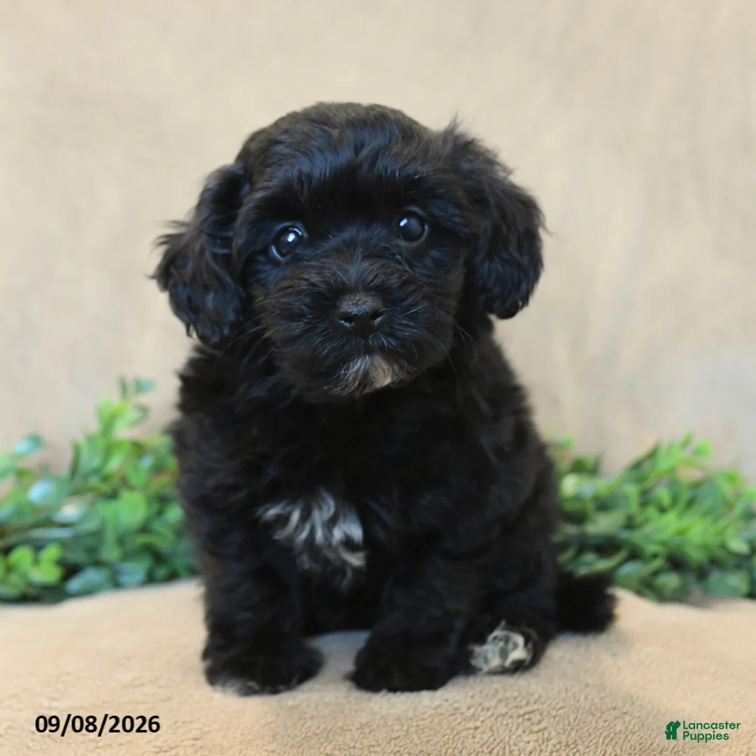 Havapoo dogs for sale: Bouncer - Ad 2