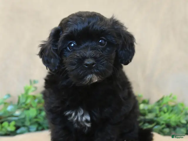 Havapoo dogs for sale: Bouncer - Ad 2
