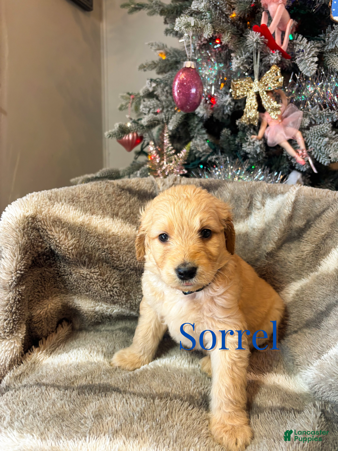 Goldendoodle dogs for sale: Sorrel - Ad 2