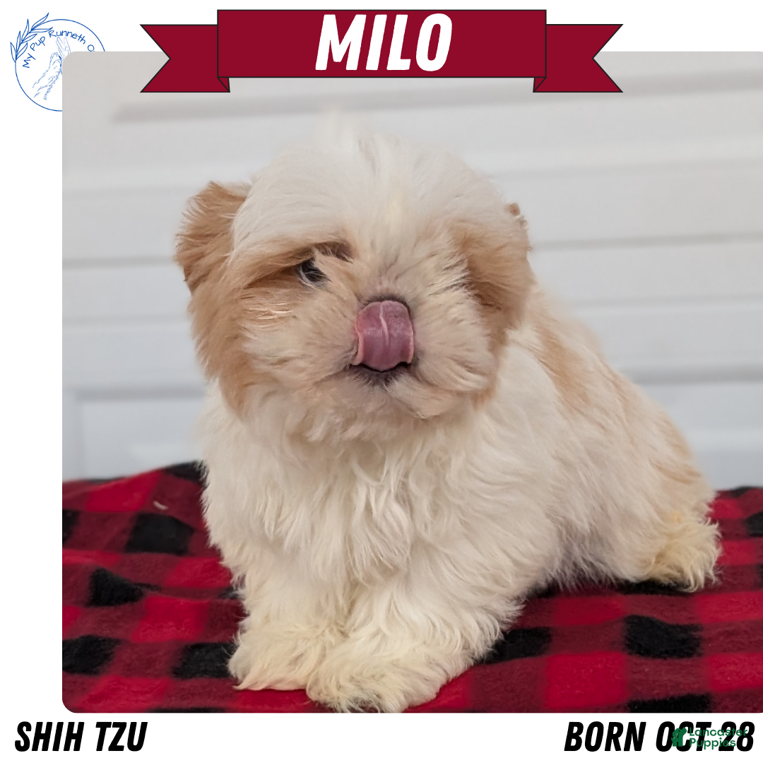 Shih Tzu dogs Milo - Ad 2