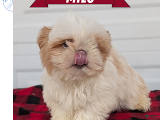 Shih Tzu dogs Milo - Ad 5