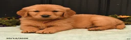 Golden Retriever dogs for sale: Brook - Ad 4