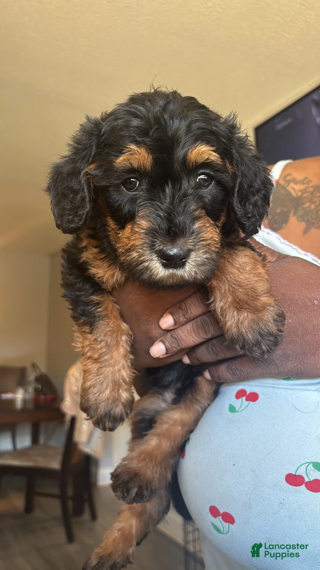 Yorkiepoo dogs for sale: Yorkiepoo 2 - Ad 1
