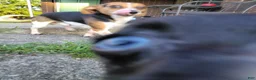 Mixed Breed dogs for sale: Second largest White & Black Puppy - Ad 3