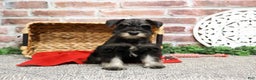 Miniature Schnauzer dogs for sale: Rita - Ad 9