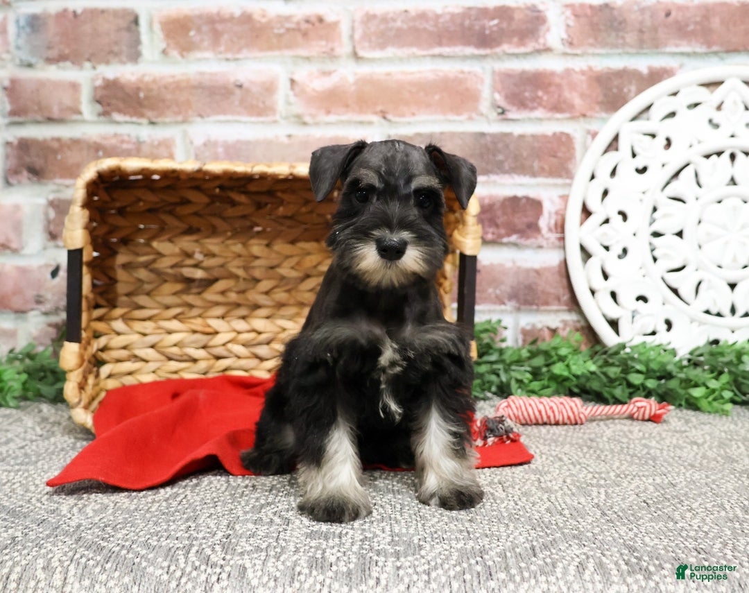 Miniature Schnauzer dogs for sale: Rita - Ad 9