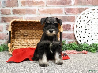 Miniature Schnauzer dogs Rita - Ad 9