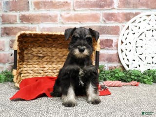 Miniature Schnauzer dogs Rita - Ad 34