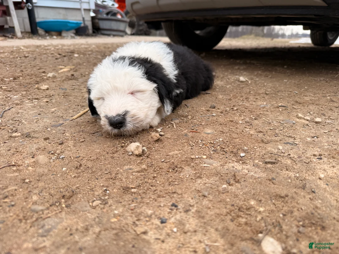 Old English Sheepdog dogs for sale: Old English Sheepdog Puppy 1 - Ad 1