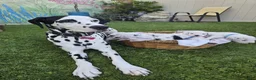 Dalmatian dogs for sale: Dalmatian Puppy 1 - Ad 6