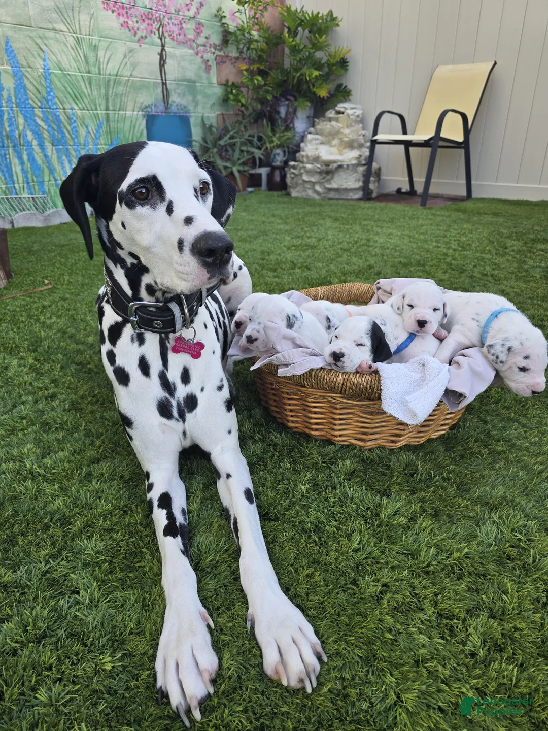 Dalmatian dogs for sale: Dalmatian Puppy 1 - Ad 6