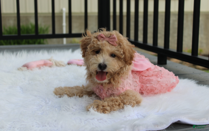 Bichpoo dogs Sadie  - Ad 1