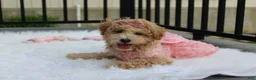 Bichpoo dogs for sale: Sadie  - Ad 1