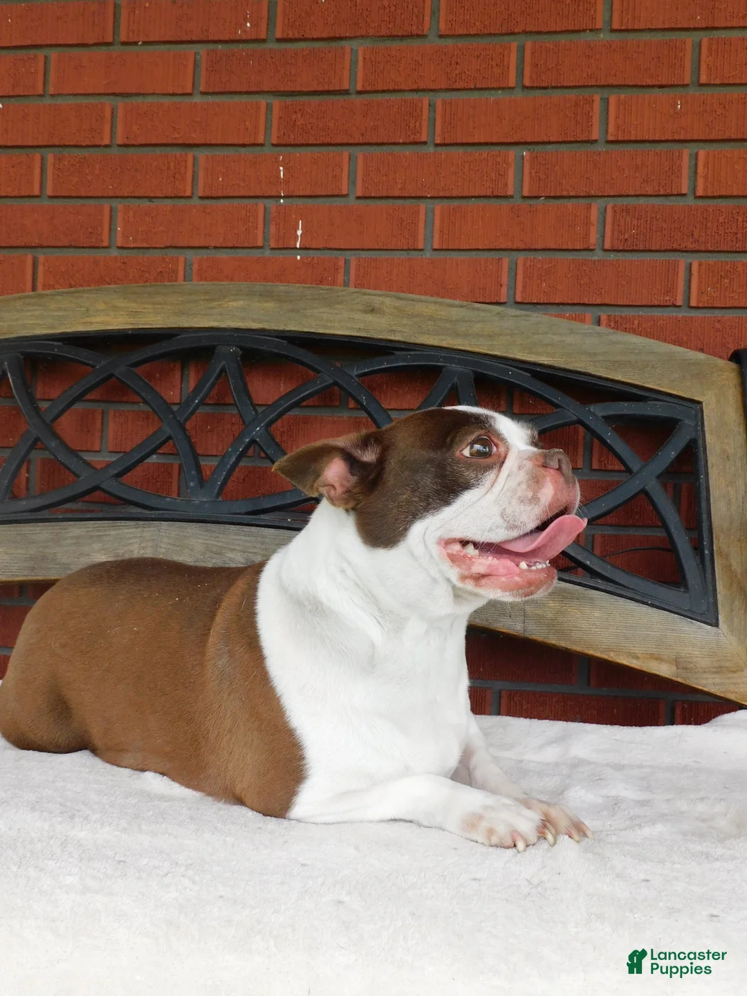 Boston Terrier dogs for sale: Ada - Ad 2