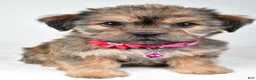 Shorkie dogs for sale: Amber - Ad 8