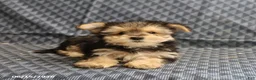 Morkie dogs for sale: Alex - Ad 3
