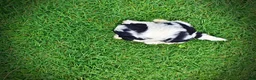 Havapoo dogs for sale: Shadow - Ad 8