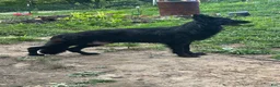 German Shepherd dogs for sale: German Shepherd 1 - Ad 5
