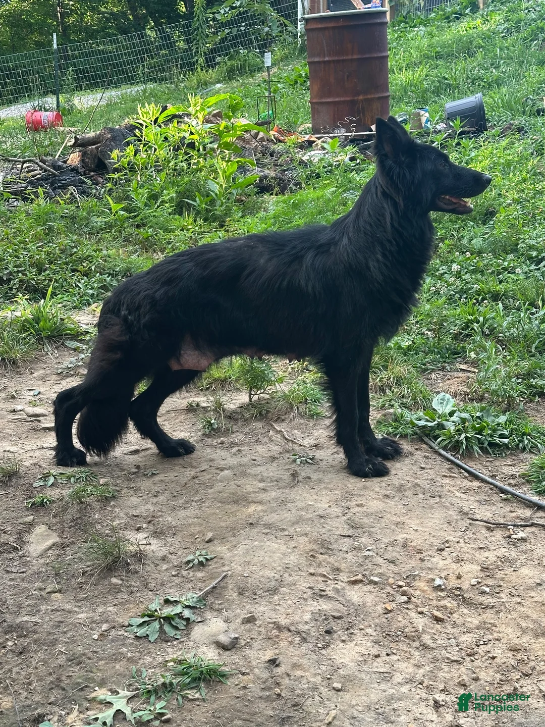 German Shepherd dogs for sale: German Shepherd 1 - Ad 5