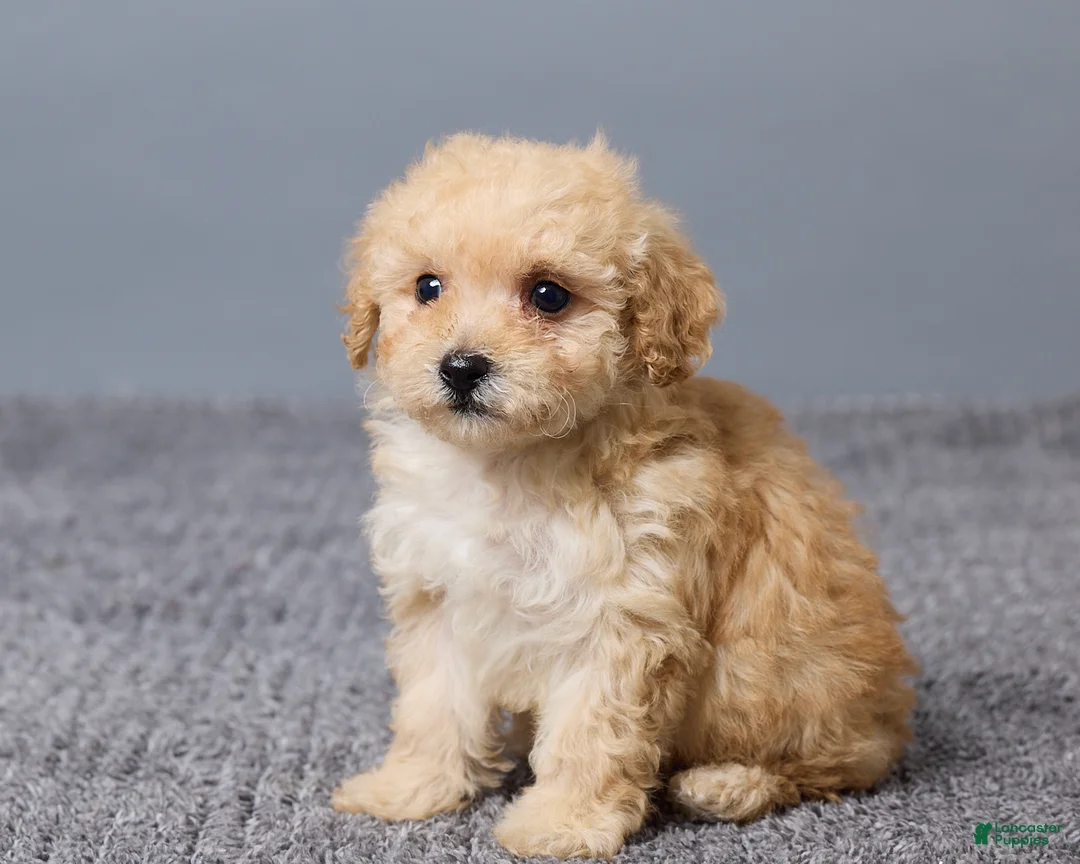 Miniature Poodle dogs for sale: Rita - Ad 2