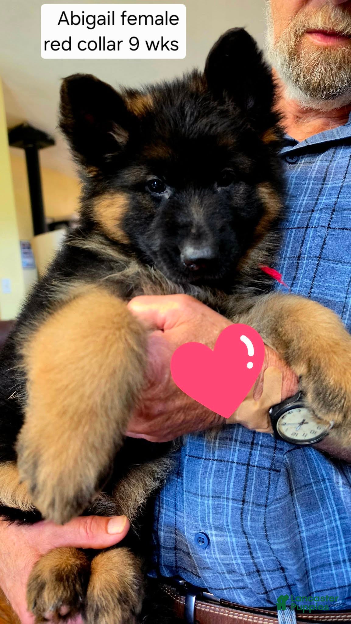 German Shepherd dogs German Shepherd 2 - Ad 20