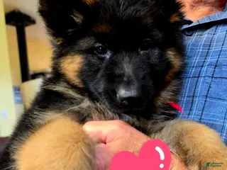 German Shepherd dogs German Shepherd 2 - Ad 20
