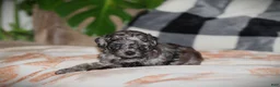 Toy Poodle dogs for sale: Kenya - Ad 4
