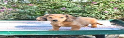 Miniature Dachshund dogs for sale: Kyle - Ad 3