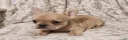 French Bulldog dogs for sale: Lily - Ad 2